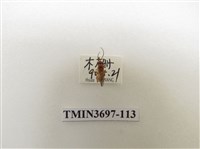 藏品(膜翅目(蜂))的圖片